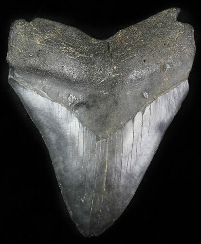 Serrated Megalodon Tooth - Georgia #30069